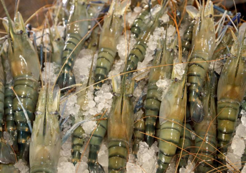 Shrimp at a local fish market in Khulna, Bangladesh. Photo by M. Yousuf Tushar. Shrimp at a local fish market in Khulna, Bangladesh. Photo by M. Yousuf Tushar.