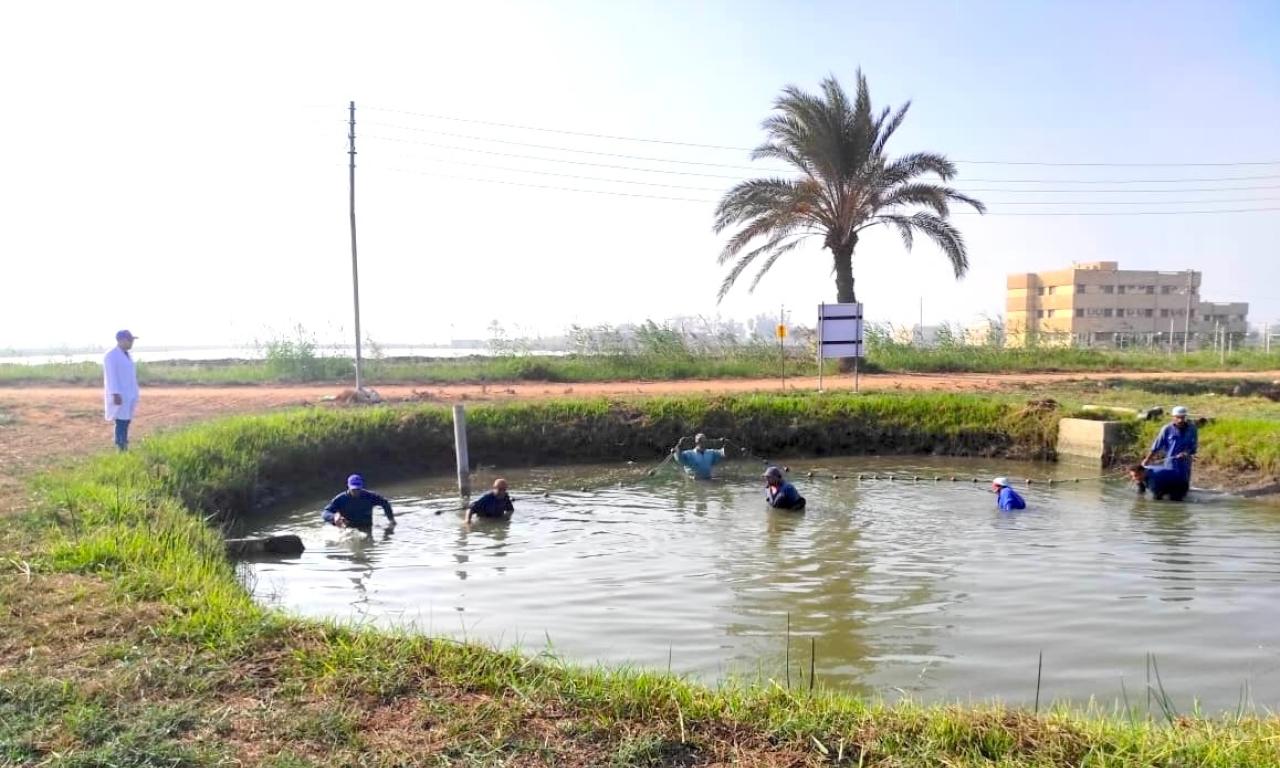 Harvesting the comparative trial of the selectively bred Abbassa G15 and KHS Commercial strains at WorldFish facility in Abbassa, Abu-Hammad, Sharqia. Photo by Mai Rafeek, Research Assistant, WorldFish, Egypt.